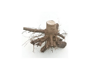 Radacina din lemn de paulownia, cu dimensiune variabila 15-20 cm, pentru plantatii si decor curte